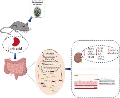 Clerodendranthus spicatus [Orthosiphon aristatus (Blume) Miq.] maintains uric acid homeostasis via regulating gut microbiota and restrains renal inflammation in hyperuricemic nephropathy